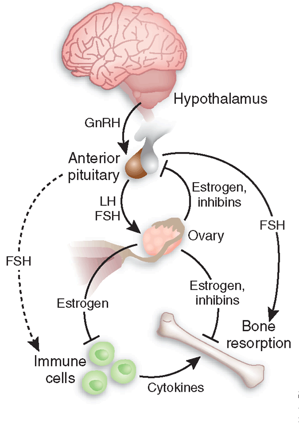 fsh-part-2